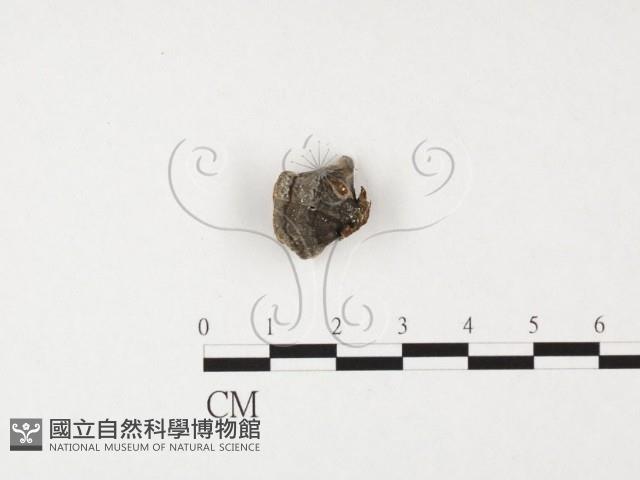 雲芝藏品圖，第3張