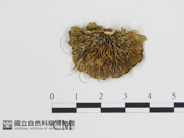 登錄號:F0006735藏品圖，第3張