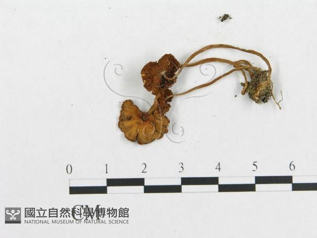 登錄號:F0001735藏品圖，第3張