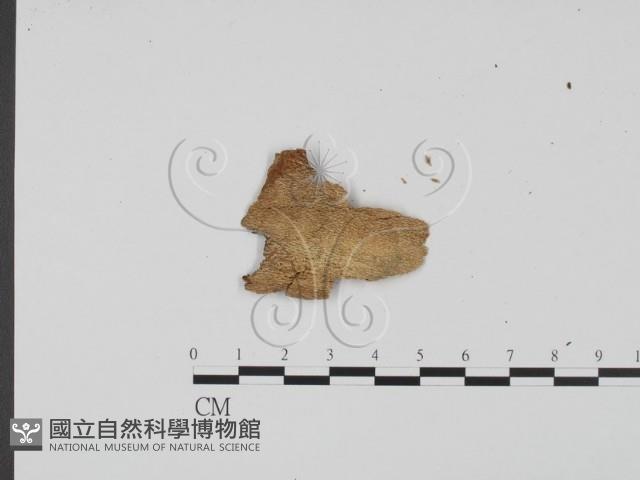 登錄號:F0011735藏品圖，第3張