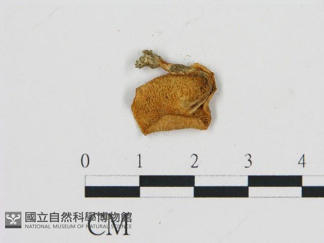 登錄號:F0004735藏品圖，第3張