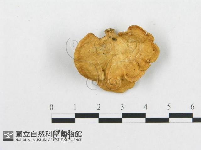 登錄號:F0012735藏品圖，第3張