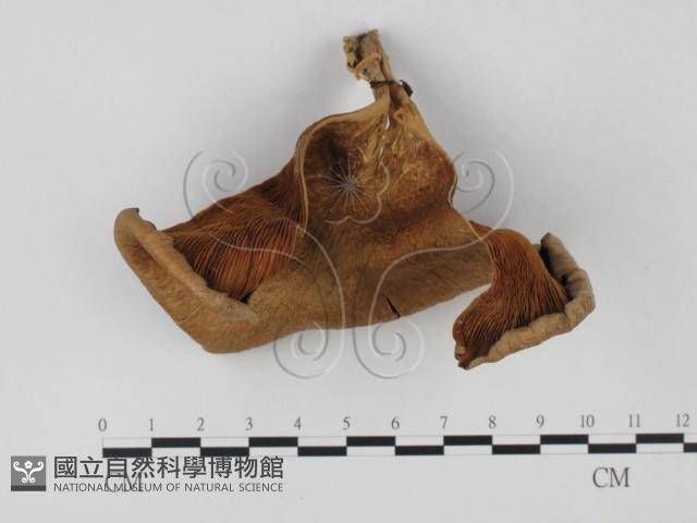 登錄號:F0025735藏品圖，第3張