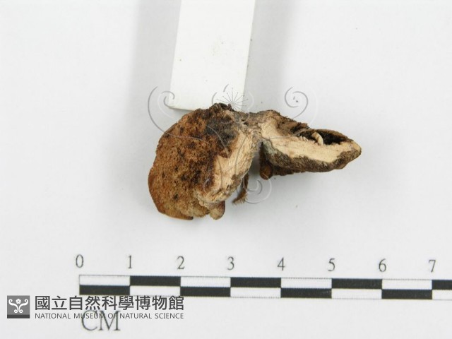 登錄號:F0005735藏品圖，第3張