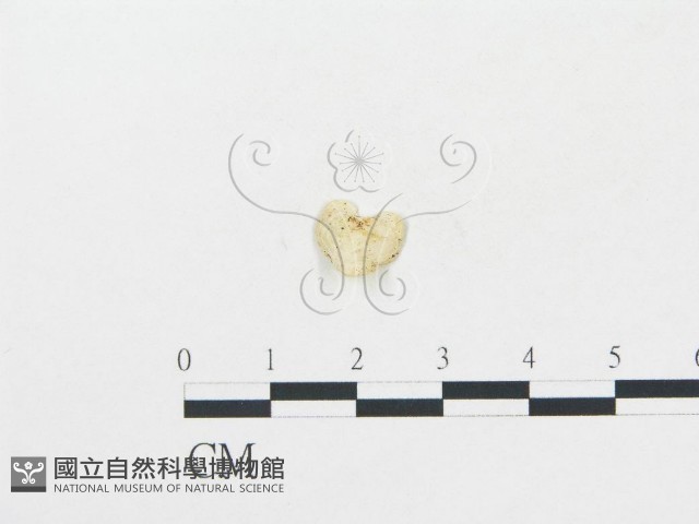 登錄號:F0009735藏品圖，第3張
