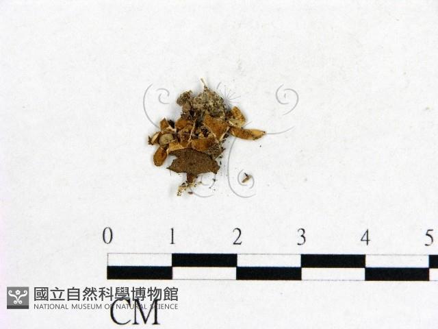 登錄號:F0003735藏品圖，第3張