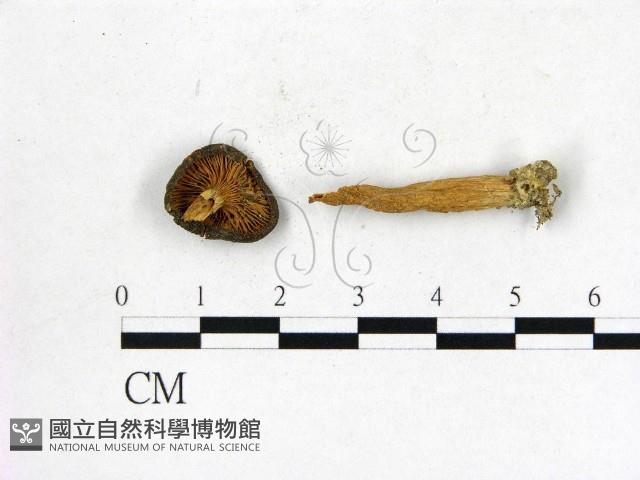 登錄號:F0008535藏品圖，第3張