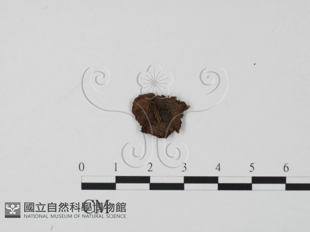 登錄號:F0016535藏品圖，第3張