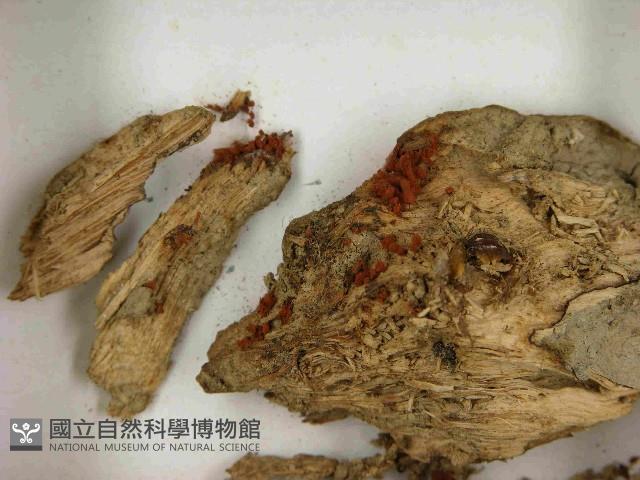 登錄號:F0021535藏品圖，第3張