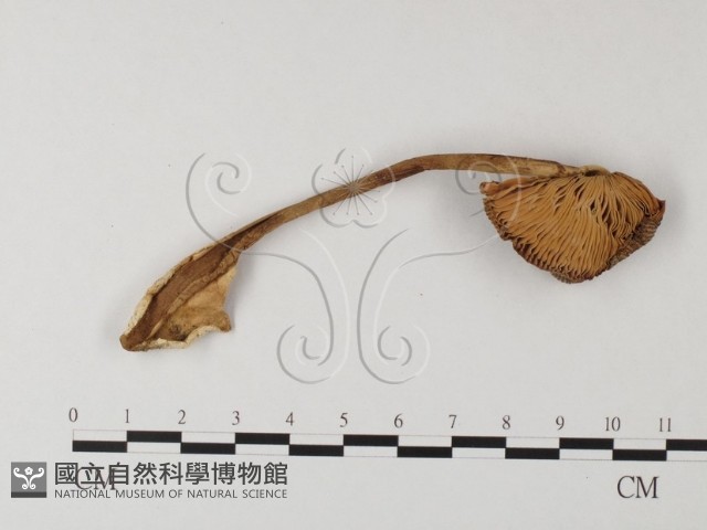 登錄號:F0024535藏品圖，第3張