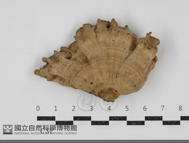 韌革菌屬藏品圖，第3張