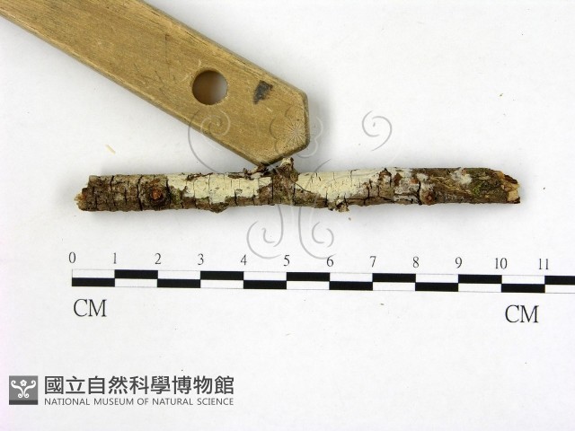 登錄號:F0022535藏品圖，第3張