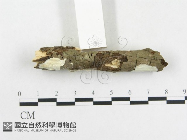 革墊菌屬藏品圖，第3張