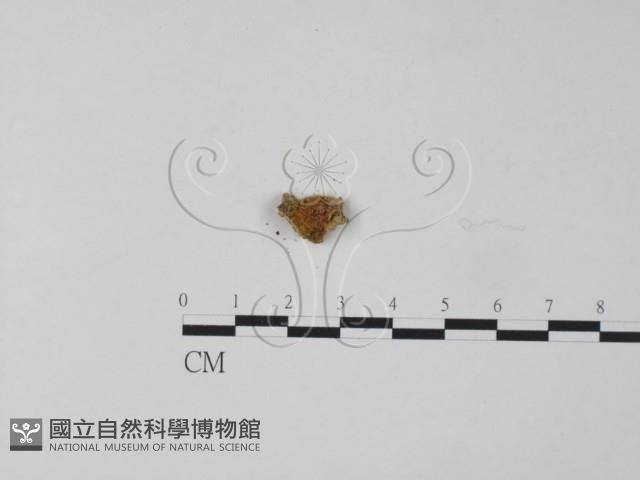 銀耳屬藏品圖，第3張