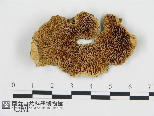 登錄號:F0017535藏品圖，第1張