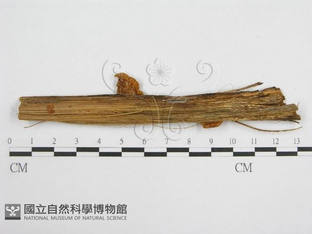 登錄號:F0005535藏品圖，第3張