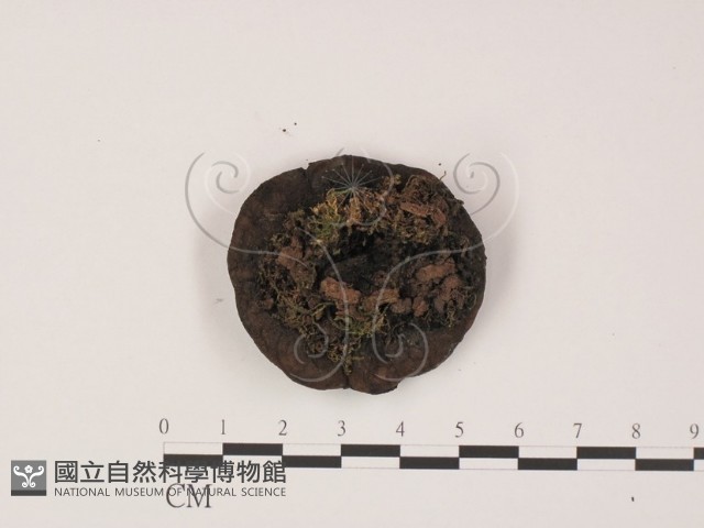 登錄號:F0015535藏品圖，第3張