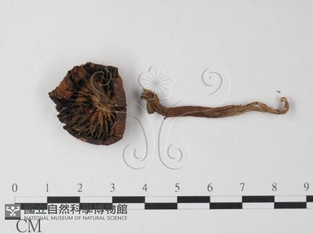 登錄號:F0023535藏品圖，第3張