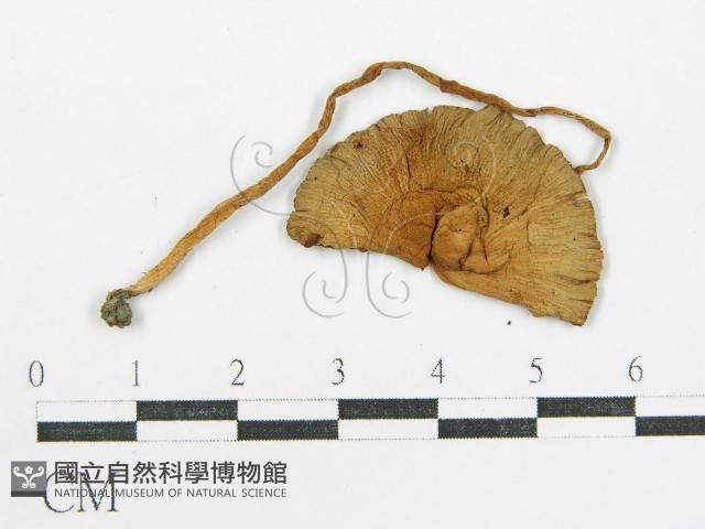 登錄號:F0003535藏品圖，第3張
