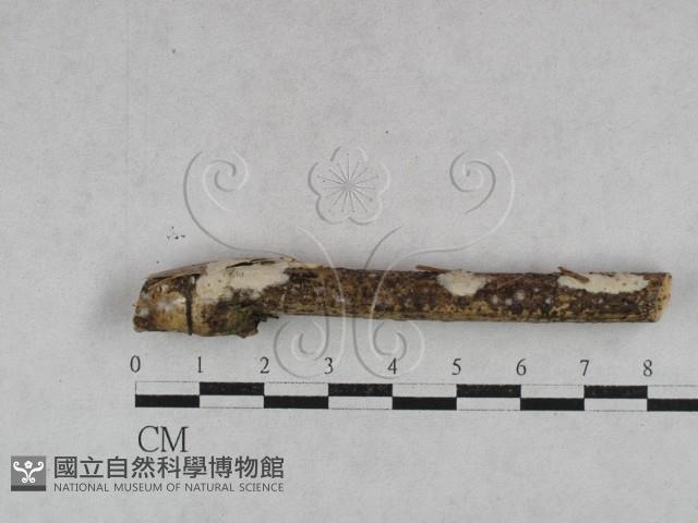 登錄號:F0028135藏品圖，第3張