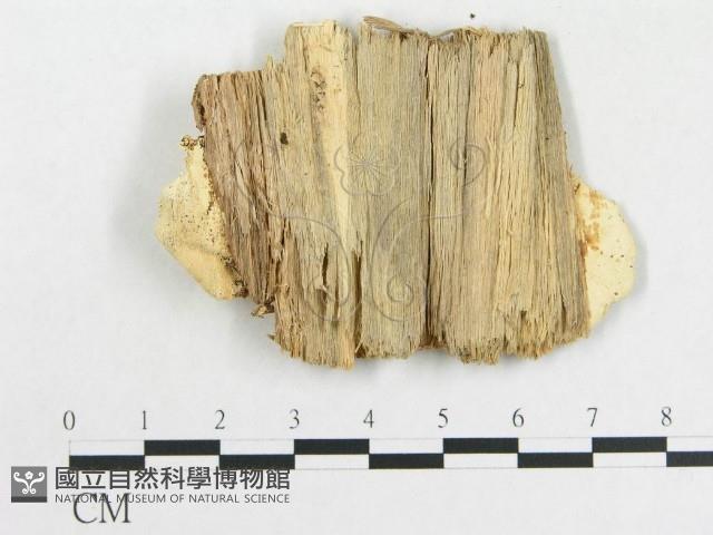 登錄號:F0008135藏品圖，第3張