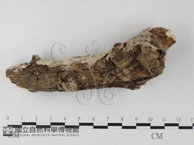 登錄號:F0020135藏品圖，第3張