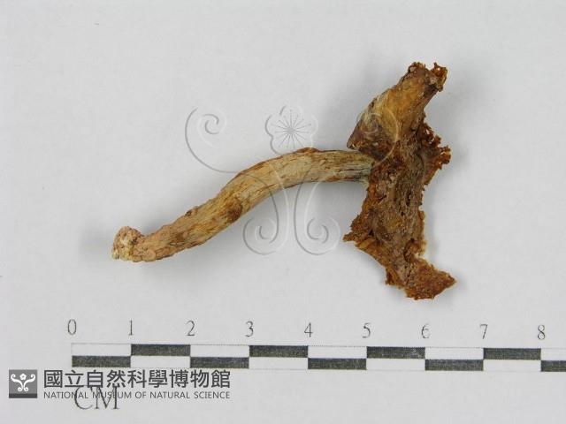 紅菇屬藏品圖，第3張