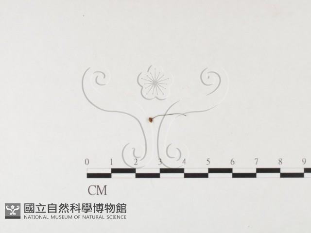 小皮傘屬藏品圖，第3張