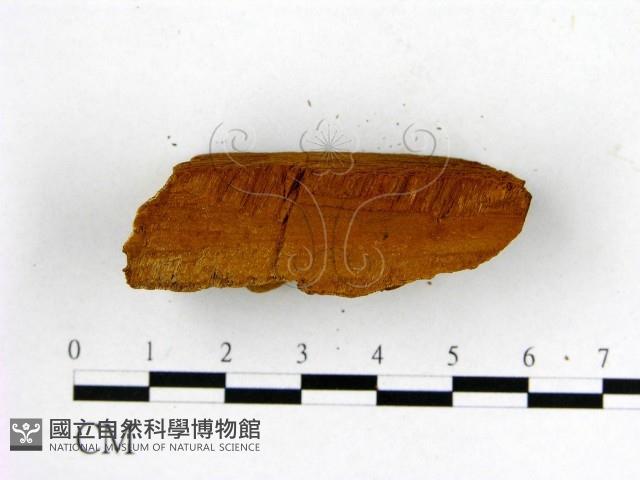 登錄號:F0006135藏品圖，第3張