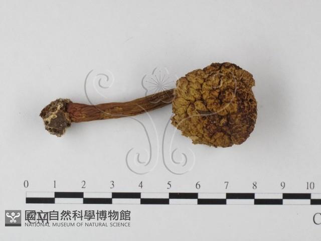 登錄號:F0016135藏品圖，第3張