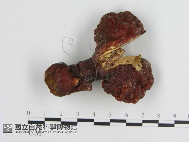 重傘靈芝藏品圖，第1張