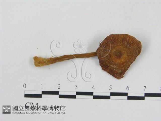 登錄號:F0011135藏品圖，第3張