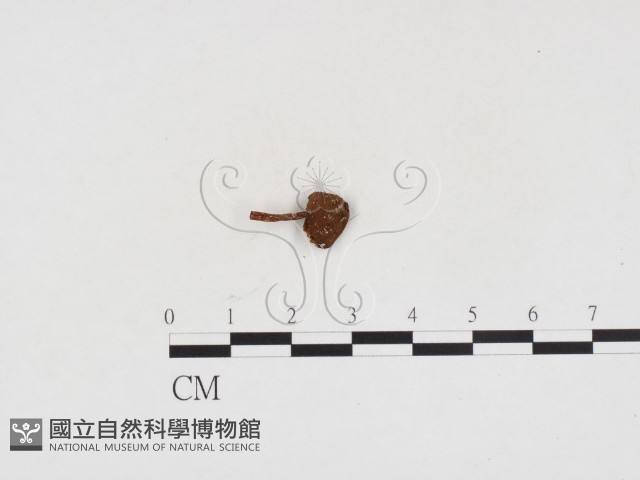 登錄號:F0024135藏品圖，第3張