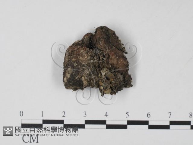 Accession Number:F0002135 Collection Image, Figure 3, Total 3 Figures