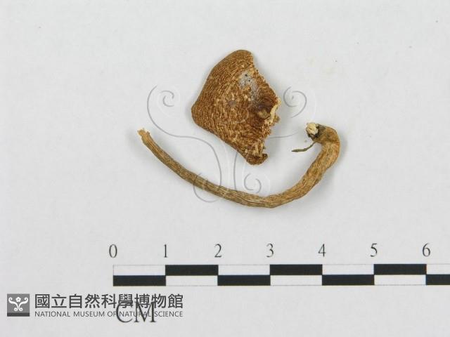 多孔菌屬藏品圖，第3張