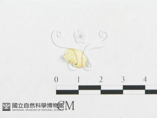 登錄號:F0007135藏品圖，第3張