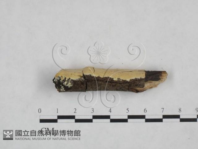 登錄號:F0025135藏品圖，第3張
