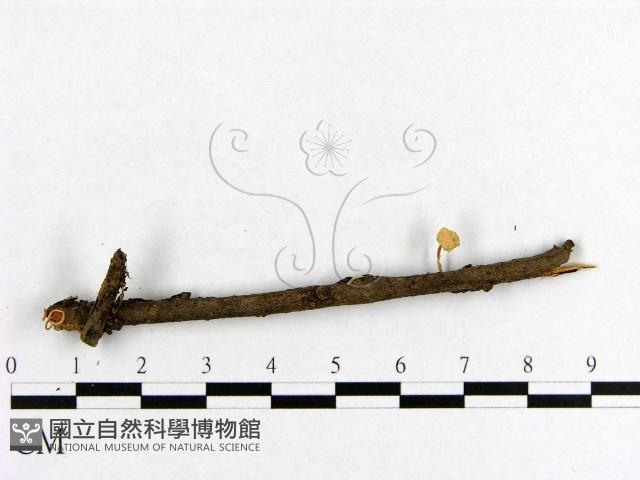 小菇屬藏品圖，第3張