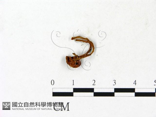 登錄號:F0023135藏品圖，第3張