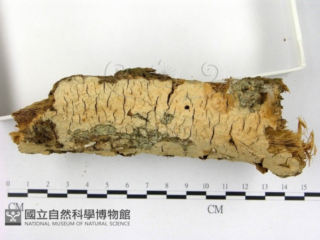登錄號:F0003135藏品圖，第3張