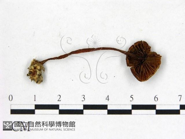 登錄號:F0013135藏品圖，第3張