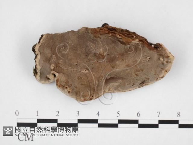 木層孔菌屬藏品圖，第3張