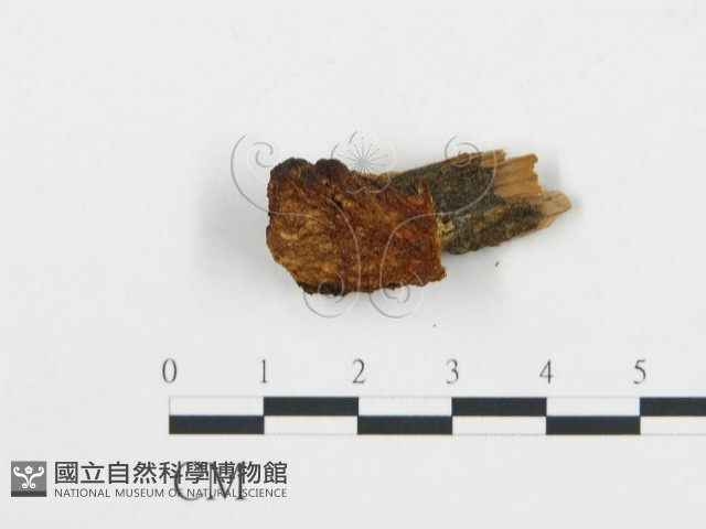 登錄號:F0006035藏品圖，第3張