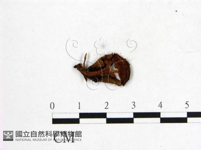 登錄號:F0016035藏品圖，第3張