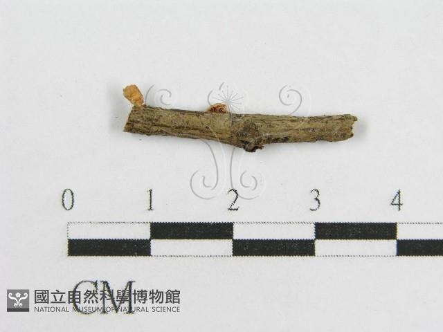 微皮傘屬藏品圖，第3張