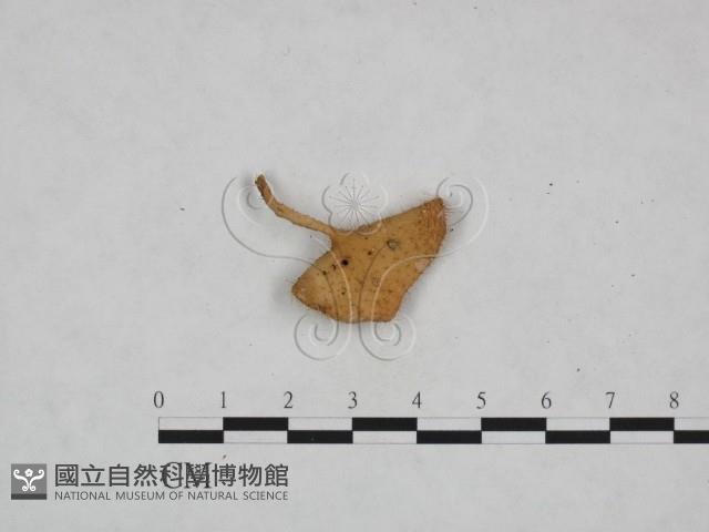 登錄號:F0024035藏品圖，第3張