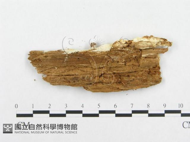 登錄號:F0014035藏品圖，第3張