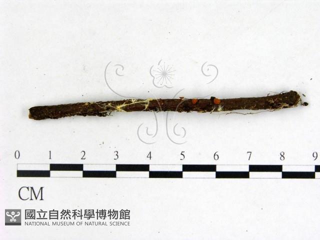 登錄號:F0022035藏品圖，第3張