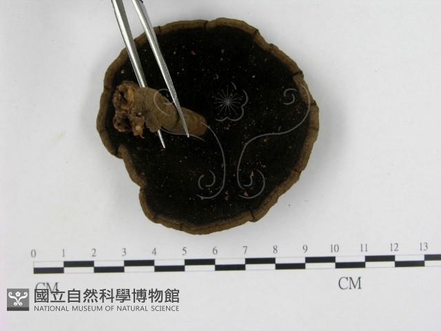 假芝屬藏品圖，第3張