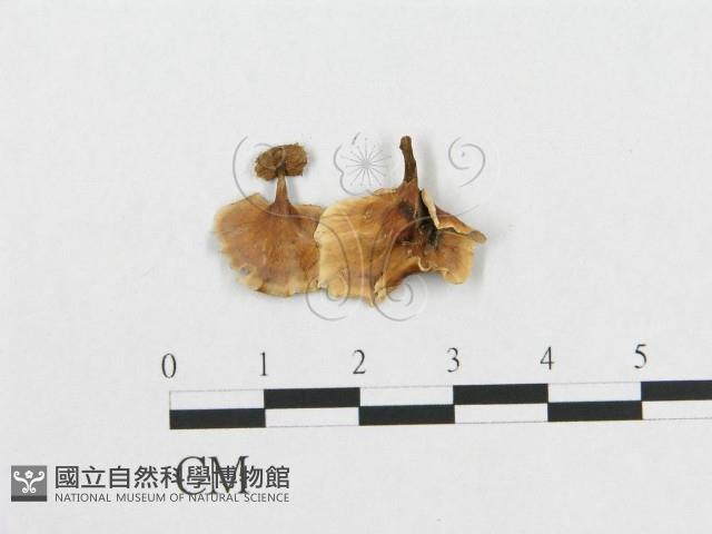 登錄號:F0012035藏品圖，第3張
